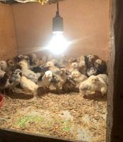 إعلان عن صيصان دجاج