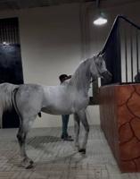 إعلان عن حصان مصري بيور