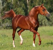 إعلان عن مطلوب موظفين محاسب مسيحي ومصمم جرافيت مسيحي