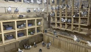 إعلان عن ازواج زاجل قنادي وبرق مع فروخهم