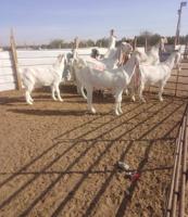 إعلان عن معزه ضرايب دفيع