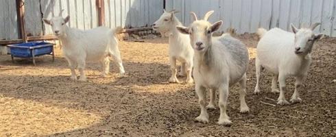 إعلان عن الماعز القزم