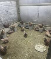 إعلان عن حمام احجام حلوه صفر