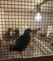 إعلان عن للبيع فري