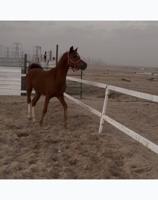 إعلان عن فحل بولش مواليد 21 شرط السلم