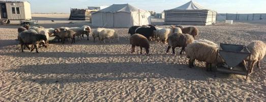 إعلان عن للبيع غنم 34 راس