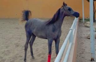 إعلان عن للبيع مهره