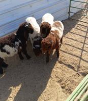 إعلان عن للبيع طليان العبدلي