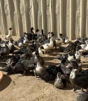 إعلان عن للبيع فروخ بط مسكوفي