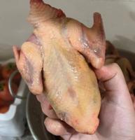 إعلان عن فروخ زاجل