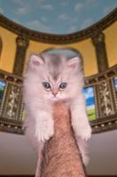 إعلان عن كتن بريتيش لونغ هير جميل ودلوع وجدا اجتماعي