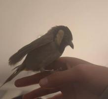 إعلان عن بلبل عراقي تغريد وربوه جميل جدا