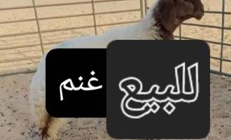 إعلان عن نشتري غنم ومعزا العدد مفتوح ودفع كاش مطافيل جلد طليان