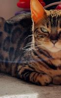 إعلان عن Bengal cat
