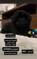 إعلان عن كلب بودل نثيه العمر ٣ شهور ماخذه كل تطعيماتها مع جميع اغراضها