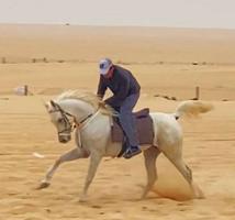 إعلان عن حصان  مصري  للبيع شرط السلم