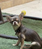 إعلان عن جيواوا چيواوا chihuahua