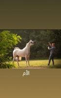 إعلان عن مهر مصري ولد م سيوه و عز الراشديه عمره ٤ شهور