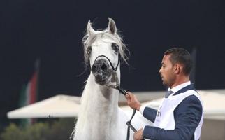 إعلان عن للبيع حصان عربي واهو