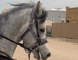 إعلان عن حصان مصري