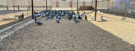 إعلان عن مزارع الوفرة طريق 700