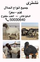 إعلان عن نشتري جميع أنواع الحلال