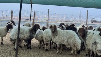 إعلان عن غنم نعيم