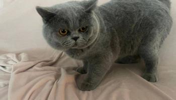 إعلان عن للتبني 2 قطط (  ذكر )