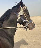 إعلان عن ‏للبيع حصان بولش فاخر