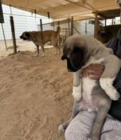 إعلان عن للبيع جراوه كنكال التركي لحراسه الحلال والعزب