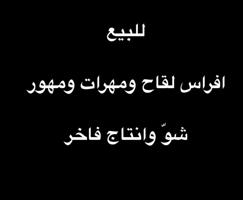 إعلان عن افراس لقاح ومهور