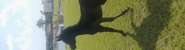 إعلان عن ربط خيل  وتدريب وتجهيز شو وتعديل أطباع