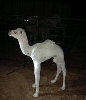 إعلان عن قعود للبيع العمر ٢٠ يوم