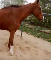 إعلان عن حصان انجليزي هادي