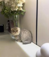 إعلان عن سكوتش فولد