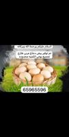 إعلان عن للبيع بيض دجاج عربي