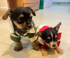 إعلان عن puppy mixed breed mother yorkie father chihuahua