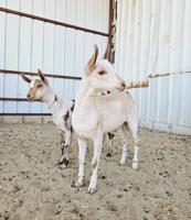 إعلان عن بربريات للبيع