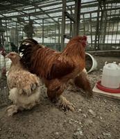 إعلان عن براهما و فيومي لافندر وفيومي المنيوم وفيومي قولد