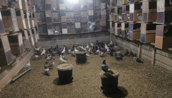 إعلان عن البيع حمام زاجل وبغداي ولاحم دشي احجام طيبه