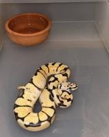 إعلان عن للبيع بول بايثون