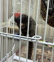 إعلان عن مارموسيت اليف