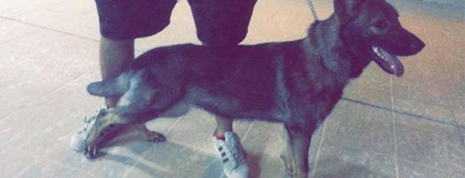 إعلان عن سيبل نثيه ويجد لدي دوبر مان