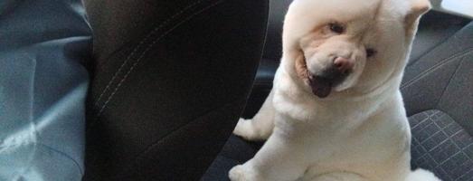 إعلان عن للبيع من النوادر صنف عالي مرتفع نوعه تشاو تشو