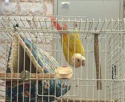 إعلان عن كنيور ربوه وهدد خارجي