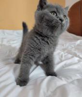 إعلان عن قطه سكوتش ستريت