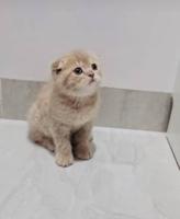 إعلان عن سكوتش شورت هير ،،،اقزام،،،التوصيل خلال ساعه ،،، بيووووور