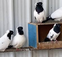 إعلان عن حمام الراهب الانجليزي