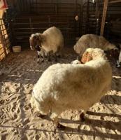 إعلان عن للبيع. عدد 5 مطافيل. وحده شقه والباقي ديد سلم   وعدد 2 متاومات  اللياح