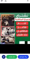 إعلان عن نشتري غنم معزه جميع انواع الحلال